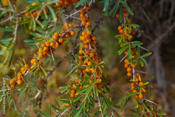 Fototapeta Sea buckthorn berries, a source of vitamins growing on the higher reaches of the Himalayas.
