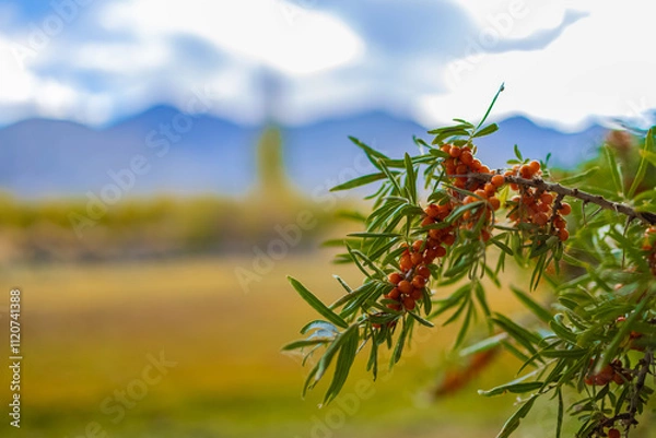 Fototapeta Sea buckthorn berries, a source of vitamins growing on the higher reaches of the Himalayas.
