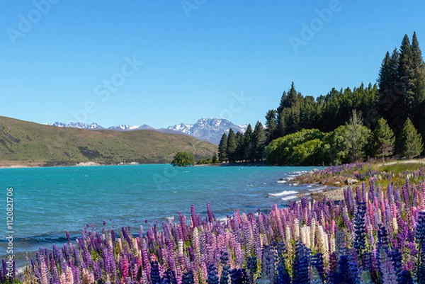 Fototapeta Springtime at lake Tekapo with lupin flowers