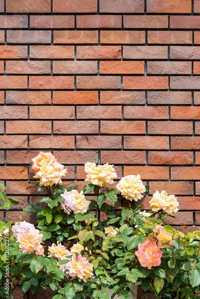 Obraz バラ, レンガ