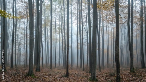 Obraz Misty autumn forest with tall, slender trees and fallen leaves.