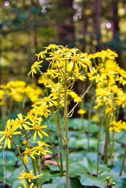 Obraz 石蕗の黄色い花