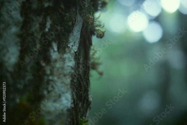 Fototapeta 樹海。苔むす森。映画の中の幻想的な世界。