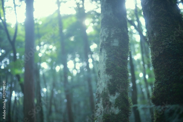 Fototapeta 樹海。苔むす森。映画の中の幻想的な世界。