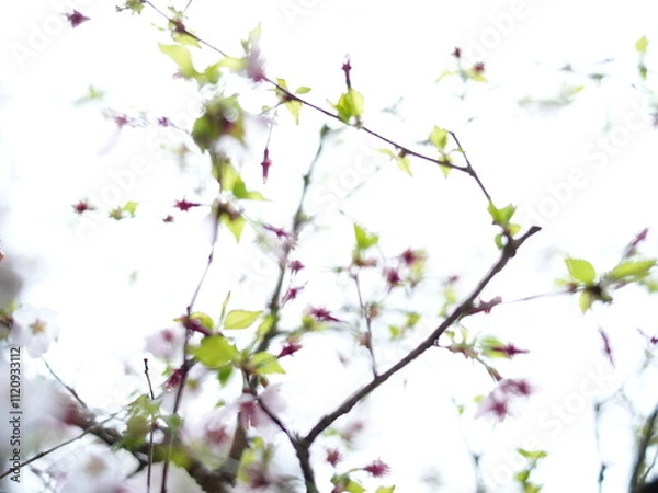 Fototapeta 日本の自然風景。春の訪れ。めぶき。自然