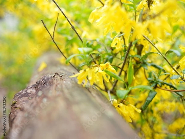 Fototapeta 日本の自然風景。春の訪れ。めぶき。自然