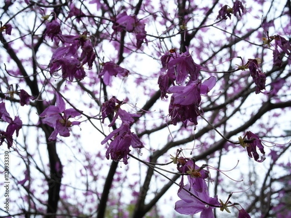 Fototapeta 日本の自然風景。春の訪れ。めぶき。自然