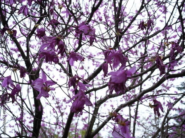 Fototapeta 日本の自然風景。春の訪れ。めぶき。自然