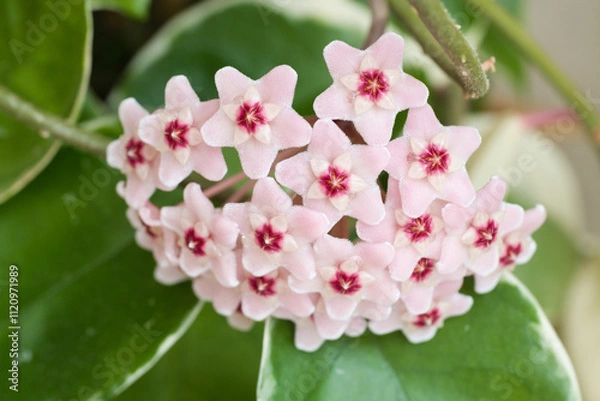 Obraz サクラランのピンクの花