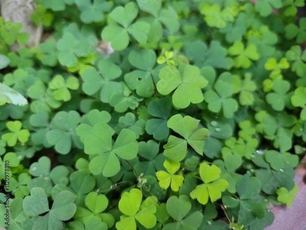 Fototapeta Closeup of clover leaves in a green garden and forest with fresh grass and vibrant spring flora