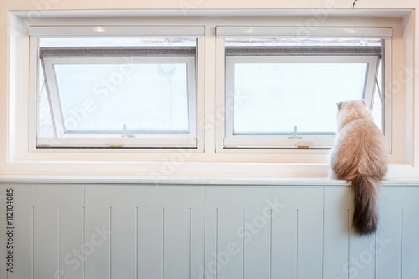 Obraz A White Furry Cat Sitting on the Window Sill Looking out through the Window