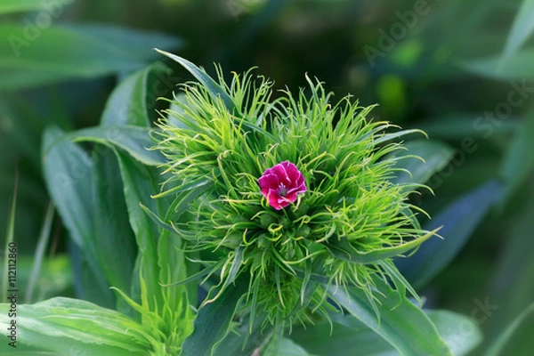 Obraz œillet de poête