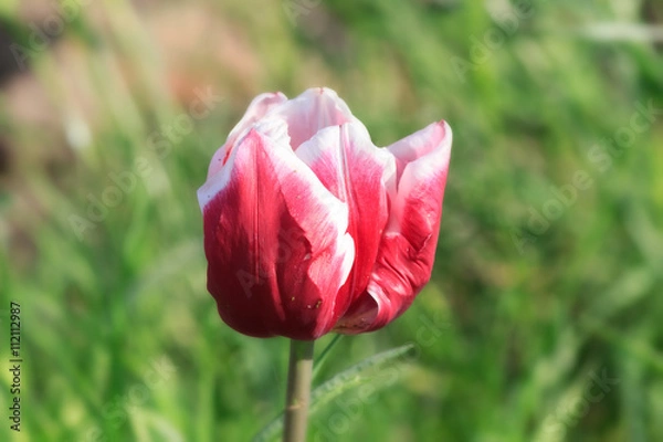 Obraz tulipe rouge et blanc