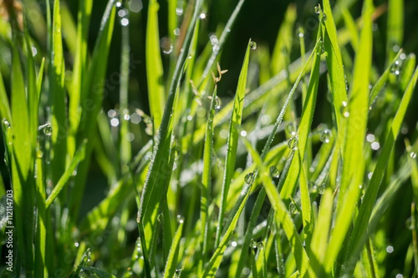 Obraz Morning Grass Macro