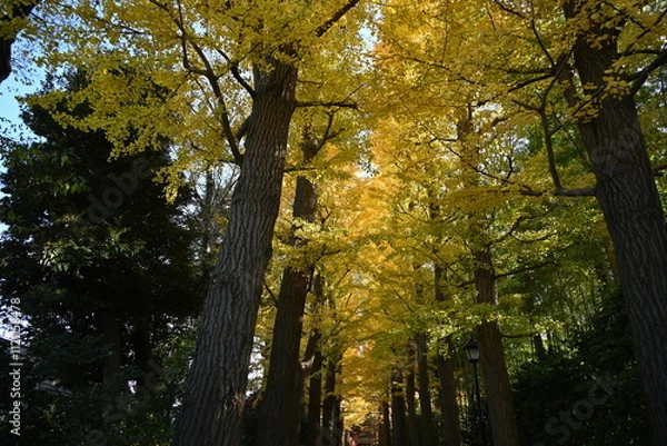 Obraz 杉並区荻窪にある太田黒公園の並木の秋の風景