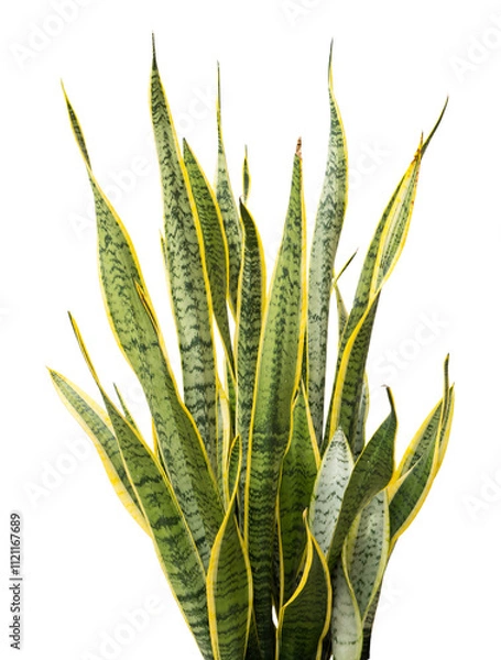 Obraz snake plant isolated on white background. png file. 