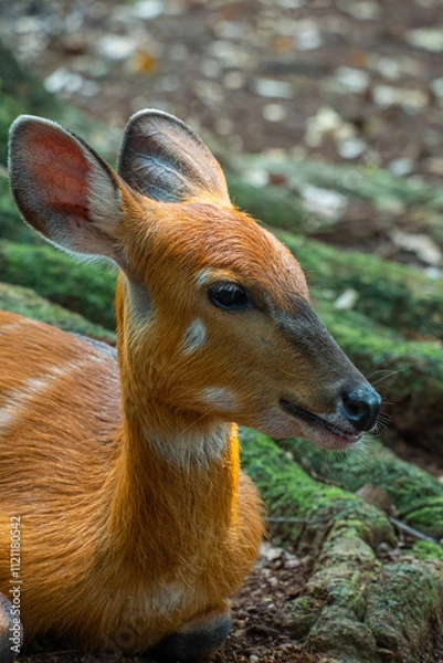 Fototapeta The sitatunga (Tragelaphus spekii) or marshbuck is a swamp-dwelling medium-sized antelope found throughout central Africa
