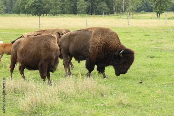 Fototapeta Bizony