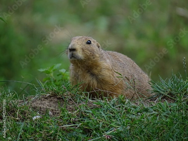 Obraz prairie dog eating