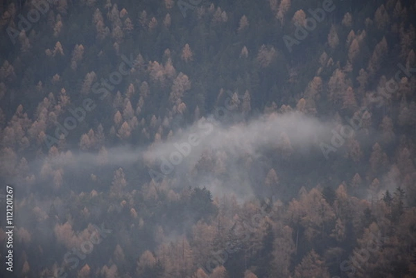 Obraz Hochwald mit Nebelschleier