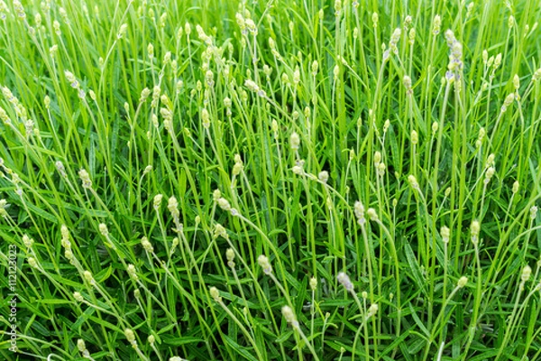 Fototapeta Lavendelwiese