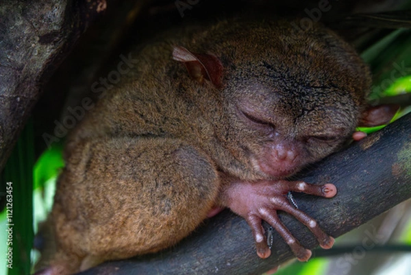 Obraz Endangered Tarsier in Bohol Tarsier sanctuary, Cebu, Philippines