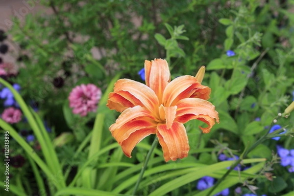 Obraz orange tiger lily
