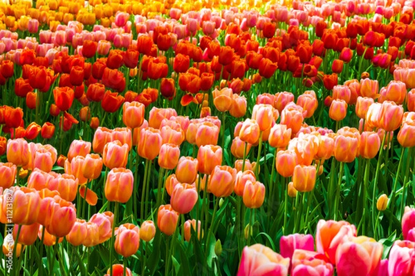 Fototapeta Tulip field in Keukenhof Gardens, Lisse, Netherlands