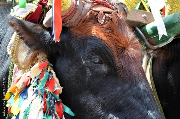 Obraz Sant'Antioco, Sardinia 05.05.2019: The typical oxen of the "tracca sarda" dressed for the parade of Sant'Antioco along the streets