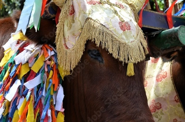 Obraz Sant'Antioco, Sardinia 05.05.2019: The typical oxen of the "tracca sarda" dressed for the parade of Sant'Antioco along the streets