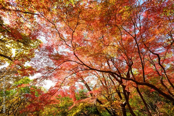 Fototapeta 赤黄色に色づく木々　神戸市の高台,保久良神社で撮影