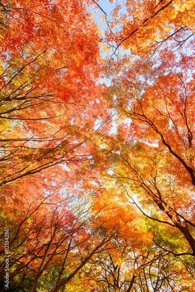 Fototapeta 赤黄色に色づく木々　神戸市の高台保久良神社で撮影