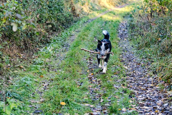 Fototapeta ein Hund Border Collie Merle trägt sein Stock heim auf seinem Spaziergang durch den Wald auf einem Grasweg an einem sonnigen Tag