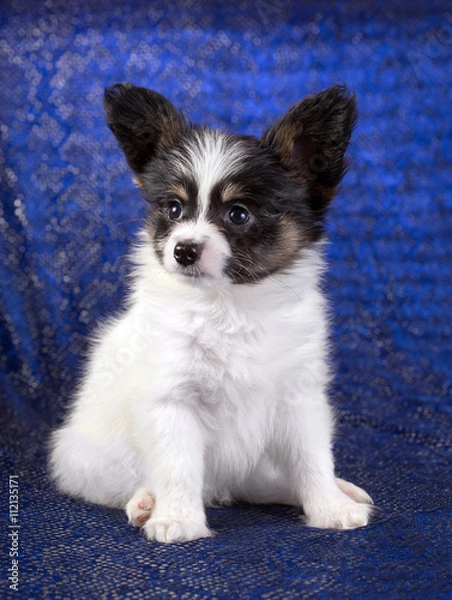 Obraz Portrait of a Papillon puppy
