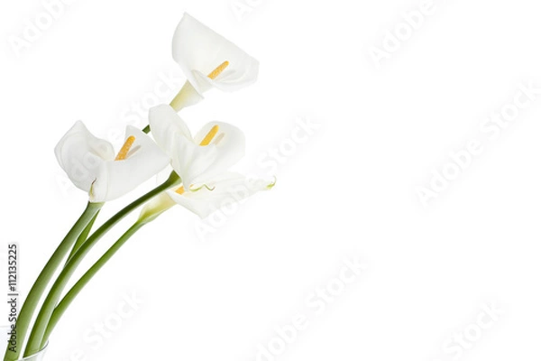 Fototapeta białe lilie calla