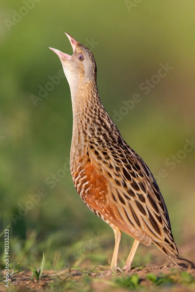 Fototapeta Bird a Corn crake sings on a meadow