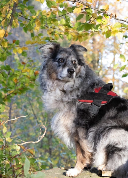 Fototapeta wunderschöne Australian Shepherd hündin auf einem Baumstumpf im Herbstwald in der Sonne sitzend mit einem schwarz-roten Hundegeschirr