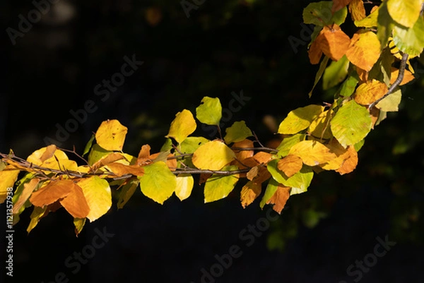 Fototapeta Buchenherbstlaub in der Sonne, einzelne Zweige im Sonnenlicht in verschiedenen Farben leuchtend, gelb, orange, grün, braun
