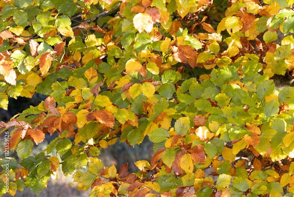 Fototapeta Strukturbild Buchenherbstlaub in der Sonne, im Sonnenlicht in verschiedenen Farben leuchtend, gelb, orange, grün, braun