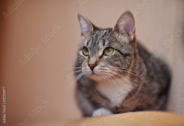 Fototapeta Striped cat