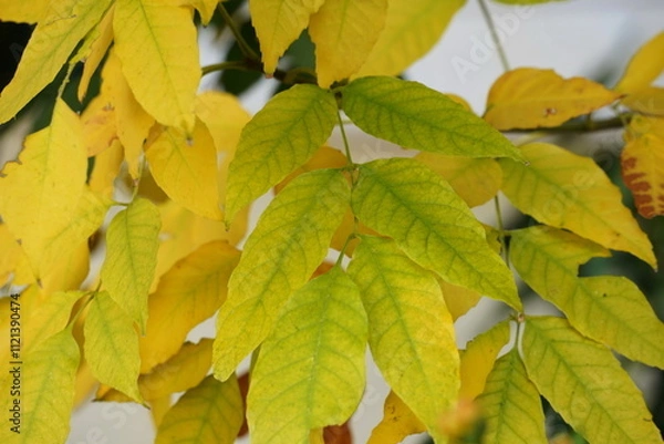 Fototapeta Light and shadow on autumn leaves on a branch in the forest