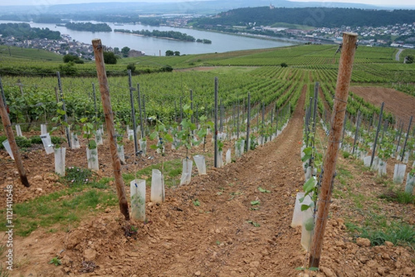 Fototapeta Rheinsteig between Rudesheim am Rhein and Lorch - Hesse - Germany