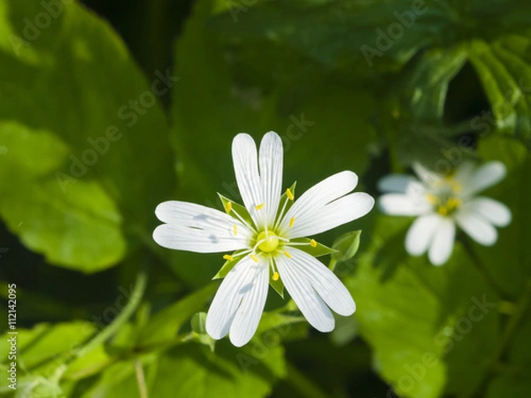 Fototapeta Flower Greater stitchwort, Stellaria holostea, with bokeh background, macro, selective focus, shallow DOF
