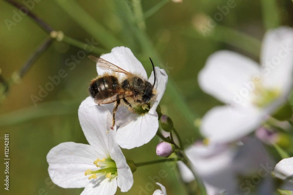 Fototapeta Mauerbiene auf der Wildblumenwiese