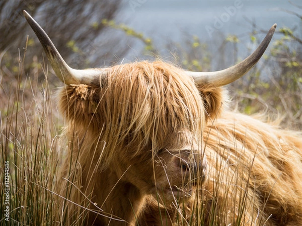 Obraz Highland Cow on the Isle of Mull, Scotland