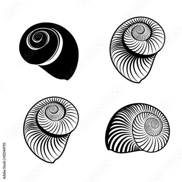 Fototapeta Seashell nautilus set isolated. Patterned ammonites vector illustration 
