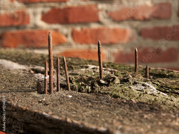 Obraz Old rusty protruding nails