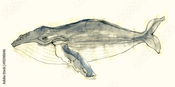 Obraz whale