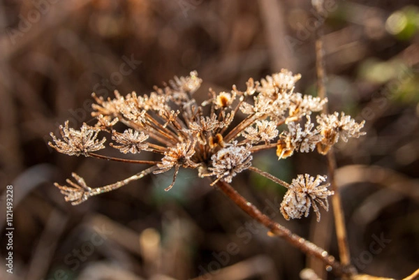 Fototapeta A close up view of a frozen dead flower