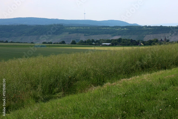 Fototapeta Fields on the Rhine plateau at Kamp-Bornhofen - Rheinsteig - Kamp-Bornhofen - Hesse - Germany